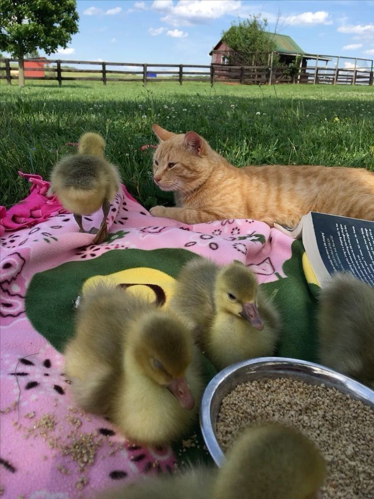 an orange cat laying on top of a blanket next to two baby ducks and a book