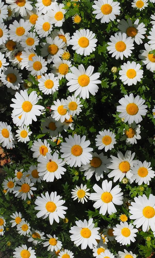 overgrowth daisies living wall wallpaper mural Nature Mural, Daisy Wallpaper, Flowers Photography Wallpaper, Nothing But Flowers, Cute Flower Wallpapers, Wallpaper Nature Flowers, Pretty Landscapes, Spring Wallpaper, Beautiful Flowers Wallpapers