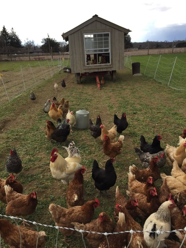 many chickens are standing in the grass near a chicken coop