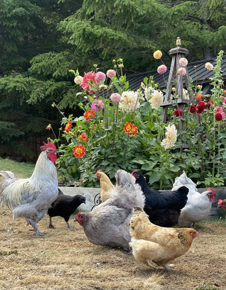 chickens and roosters are standing around in the grass near some flowers with a birdhouse in the background