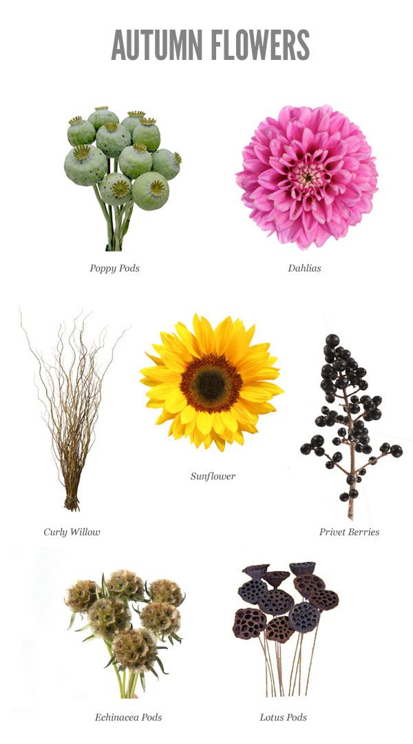 the different types of flowers are shown in this poster