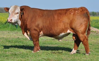 a brown and white cow standing on top of a lush green field