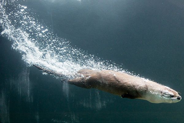 a polar bear swimming in the water