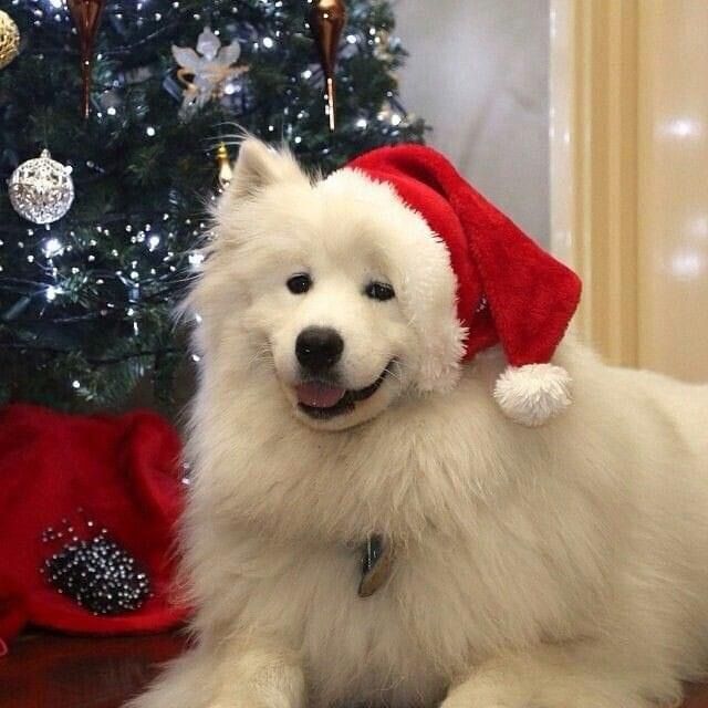 a white dog wearing a santa hat sitting in front of a christmas tree