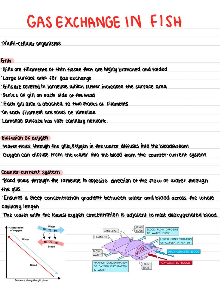 the diagram shows how gas exchange in fish is going to be different from each other