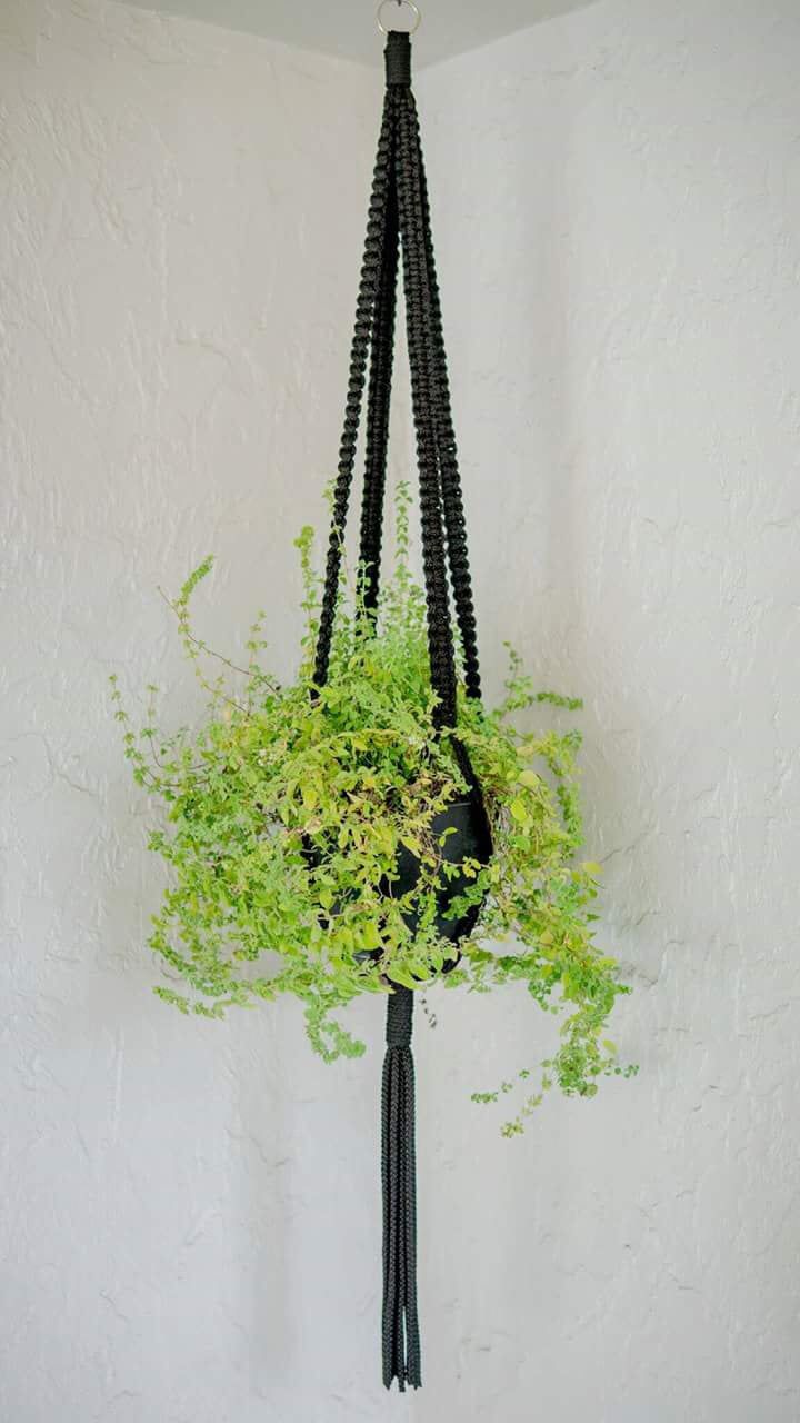 a plant hanging from the side of a white wall