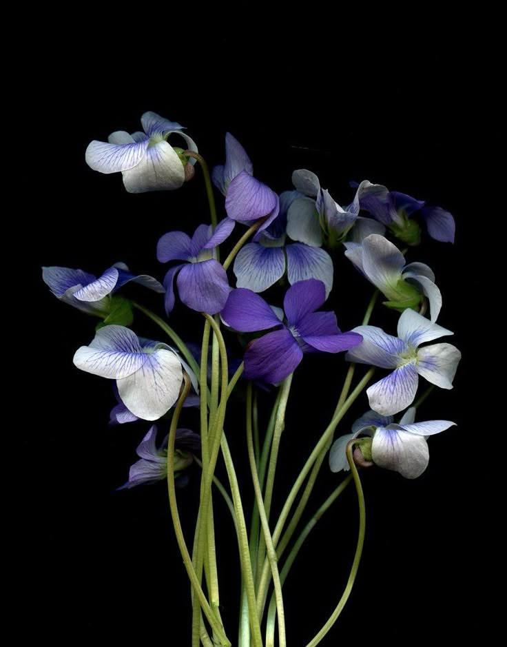 purple and white flowers are in a vase