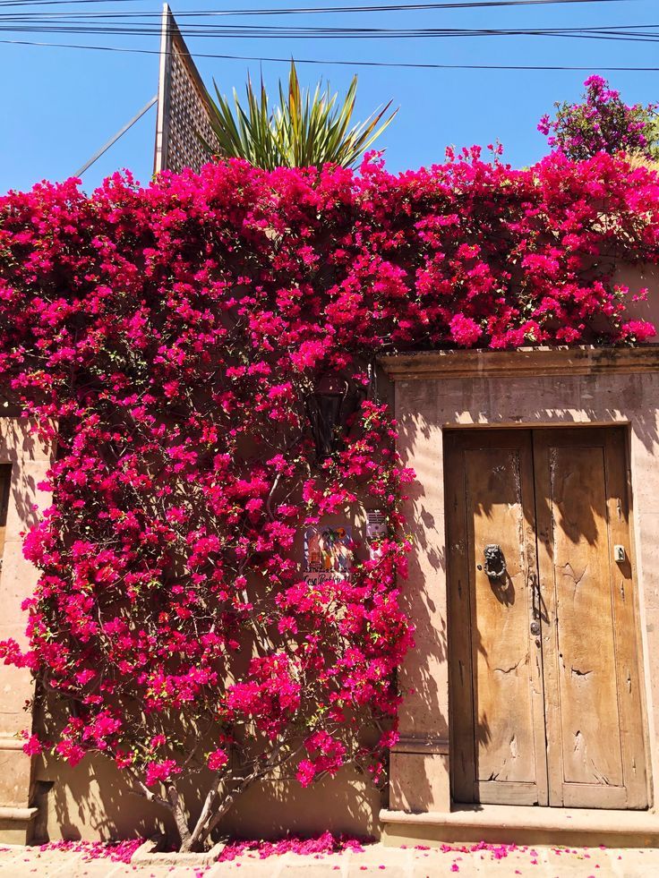 pink flowers growing on the side of a building with a wooden door and window frame