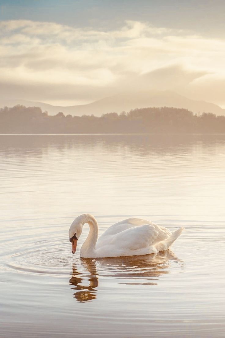 a white swan swimming on top of a lake