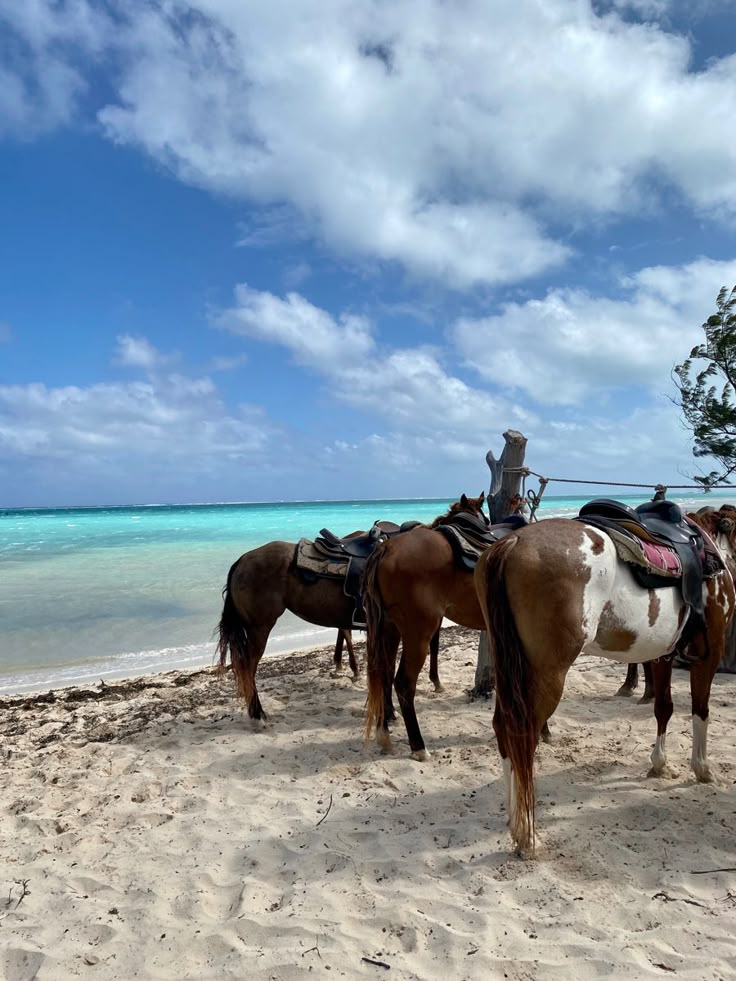 Caymen Islands, Georgetown Cayman Islands, Grand Cayman Aesthetic, The Cayman Islands, George Town Grand Cayman, Cayman Islands Outfits, Cayman Islands Aesthetic, George Town Cayman Islands, George Town