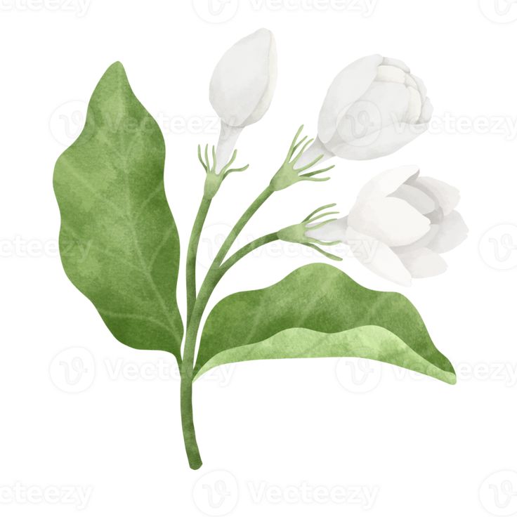 white flowers and green leaves on a white background