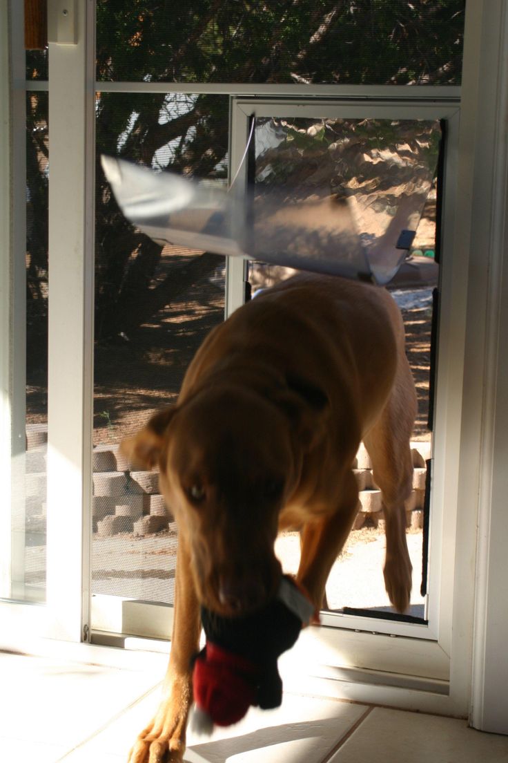 a dog is playing with a toy outside