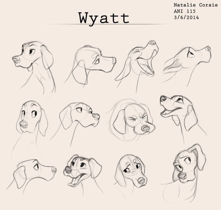 some drawings of dogs and their heads in various poses, with the words wyatt above