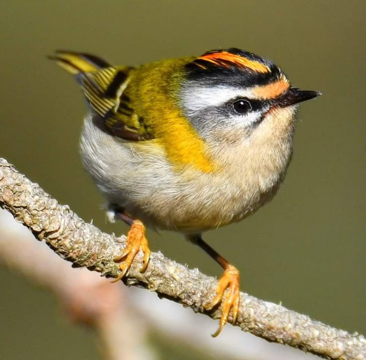 a small bird sitting on top of a branch with yellow and black markings in it's eyes