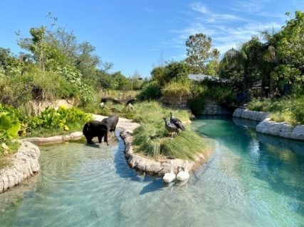 an elephant is standing in the water near some rocks and trees, while another elephant looks on