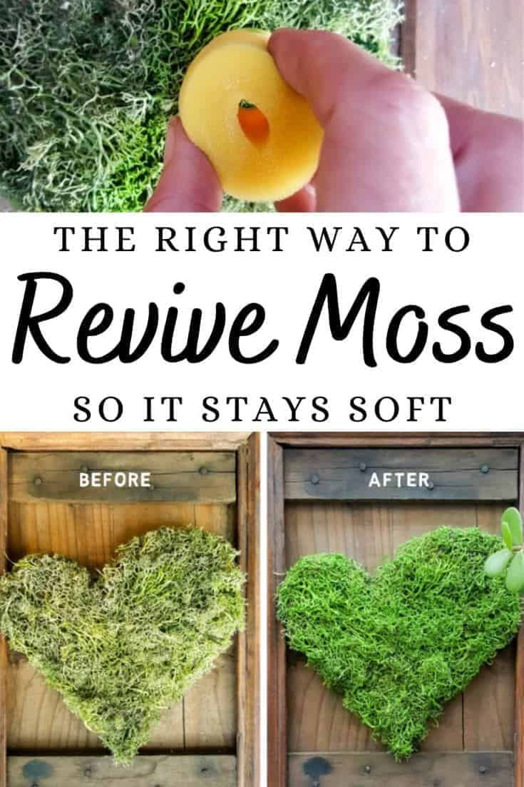 the right way to reuse moss so it stays soft