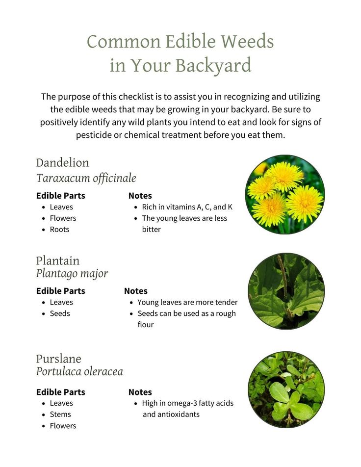 the common edible weeds in your backyard are easy to grow, and can be used for landscaping