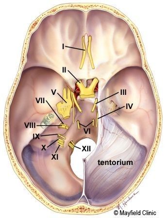 the structure of the human brain and its major structures, including the cerebratorys