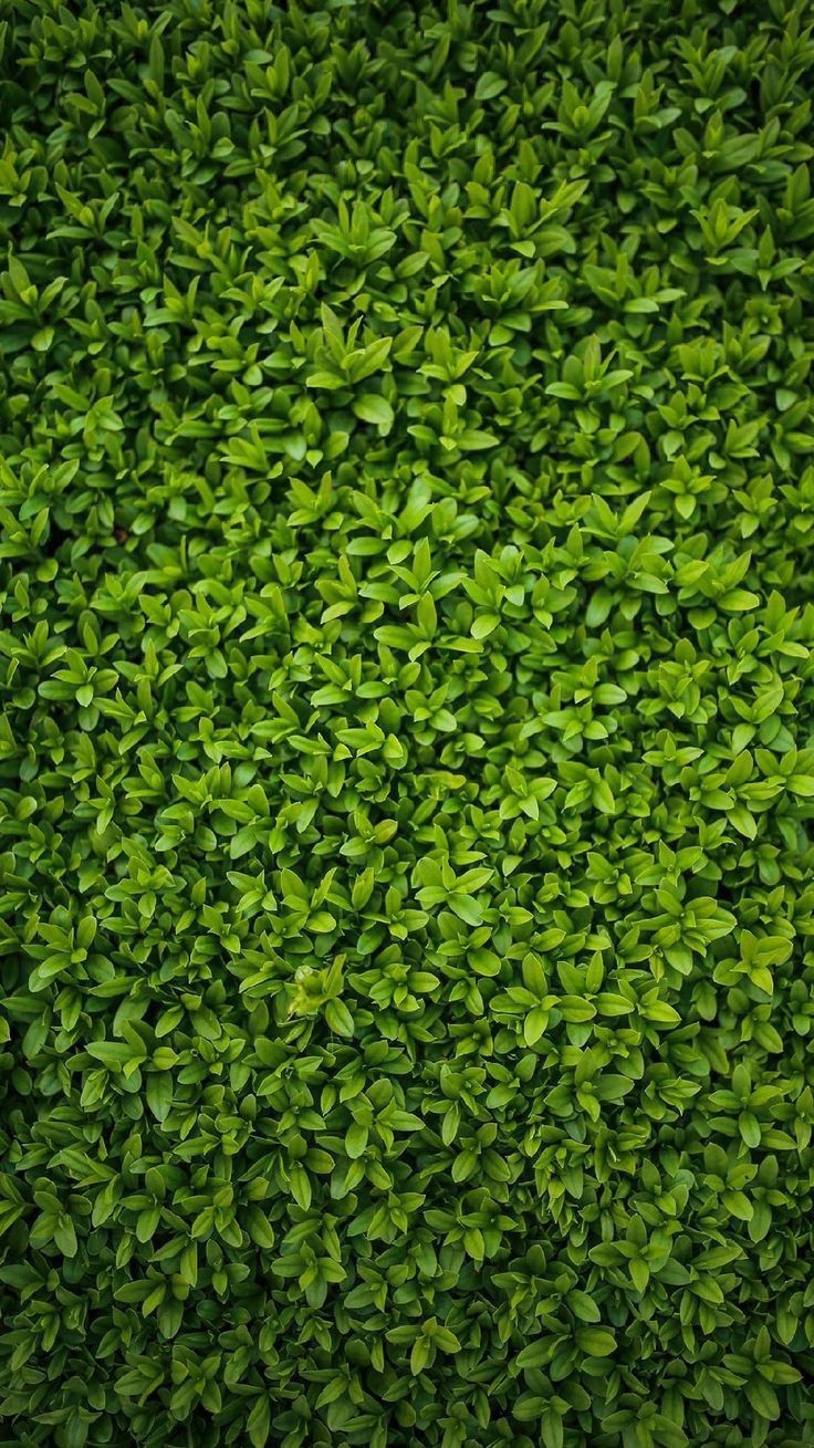 a close up view of the top of a green hedge