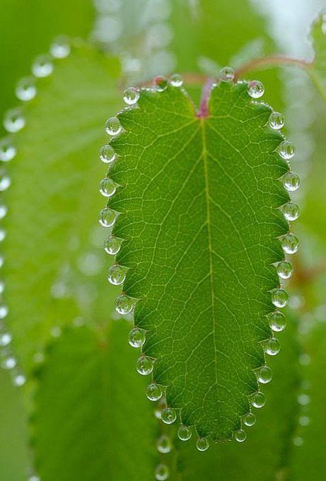 a green leaf with drops of water on it