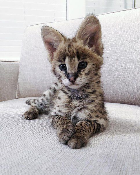 a small kitten sitting on top of a white couch