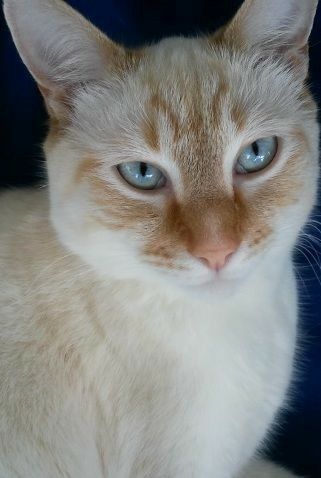 a white and tan cat with blue eyes