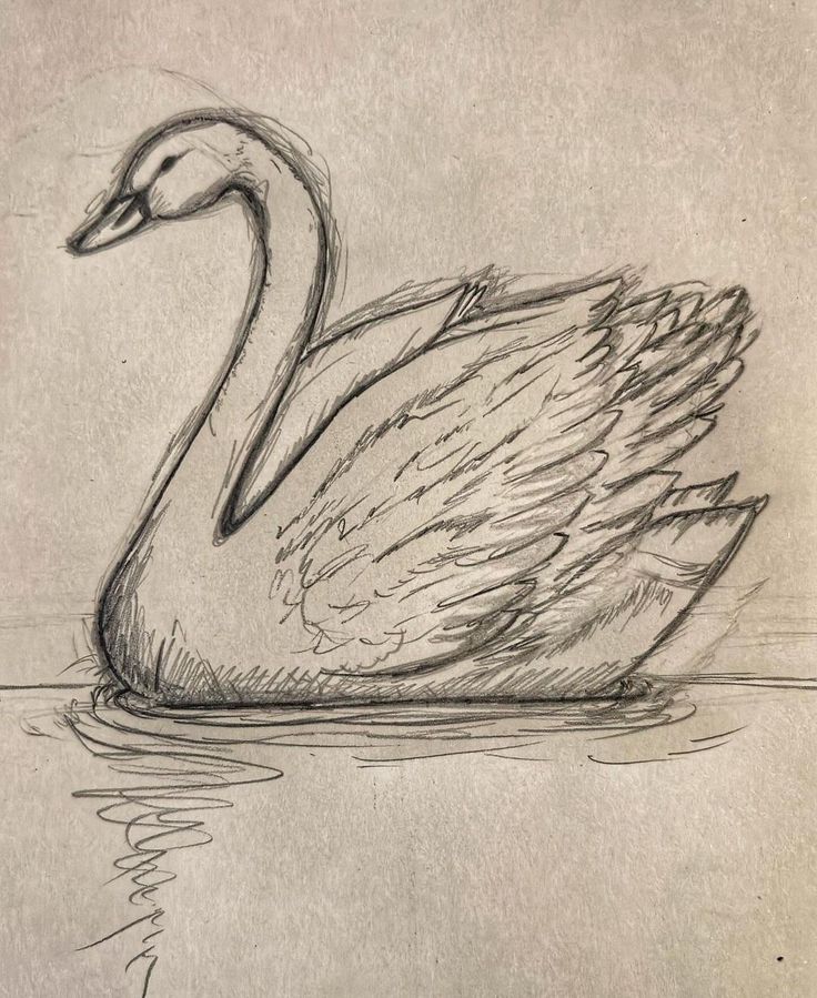 a drawing of a swan swimming in the water