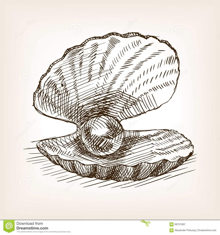 an open seashell on a white background, hand drawn illustration stockvectors