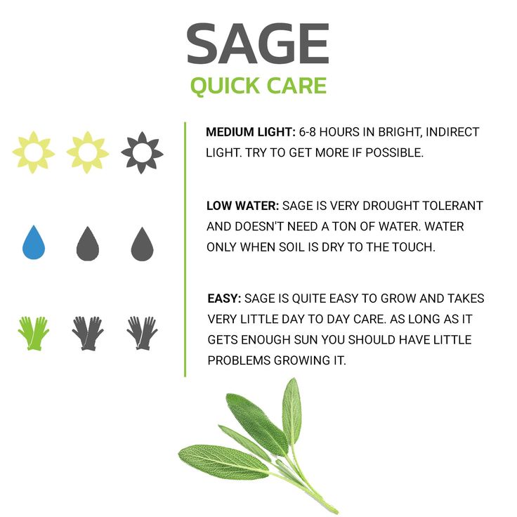 the sage quick care instructions are shown