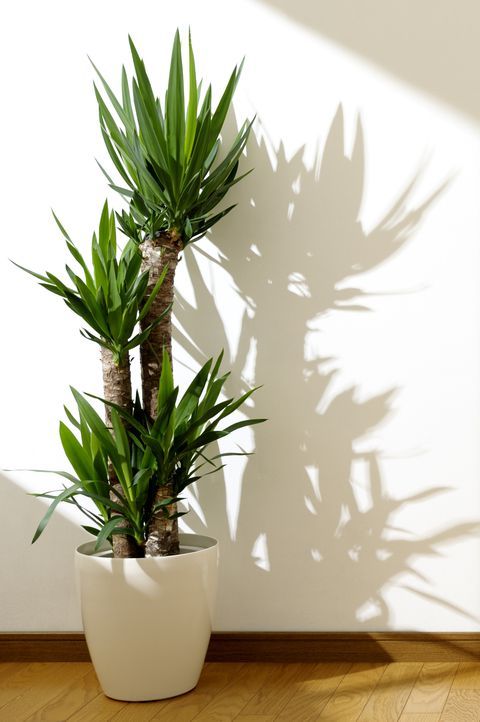 a potted plant sitting on top of a wooden floor next to a white wall