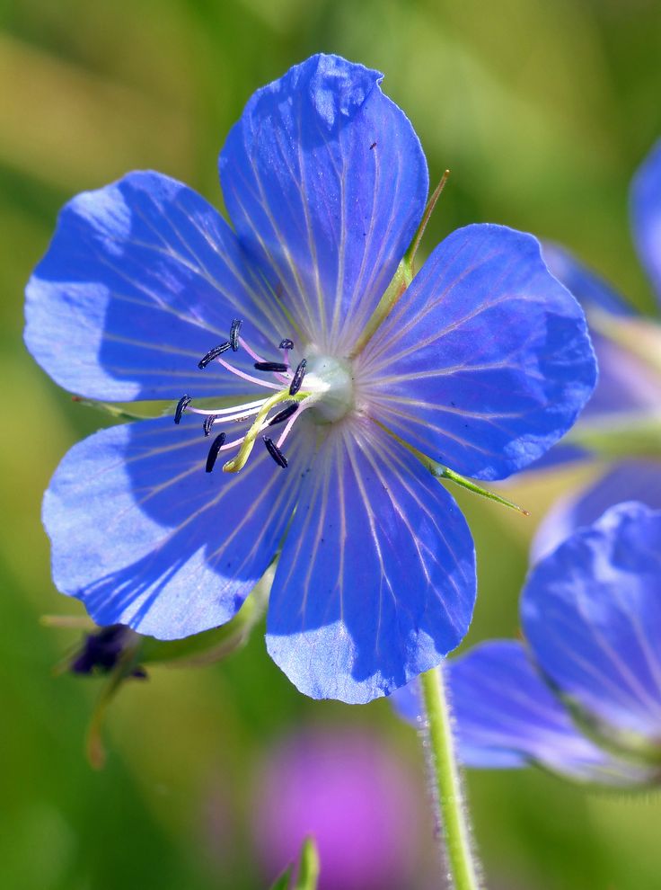 a blue flower with green leaves and purple flowers in the background