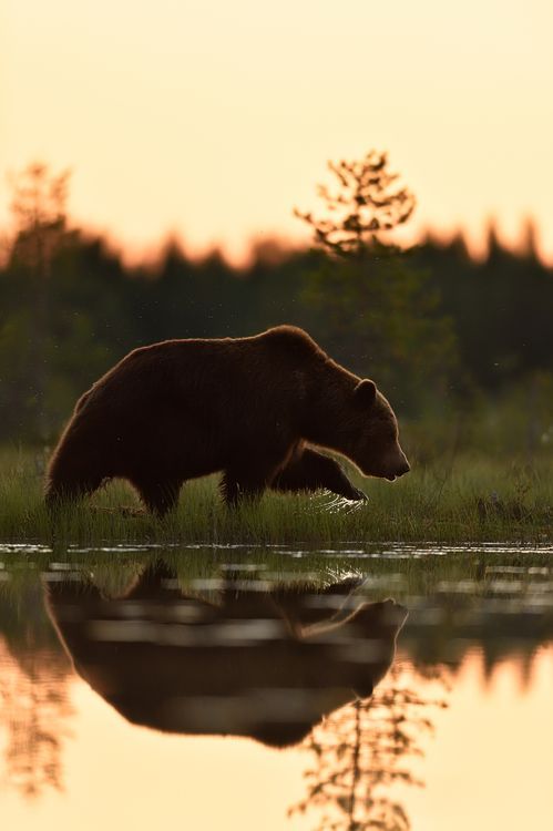 a large brown bear walking across a grass covered field next to a body of water