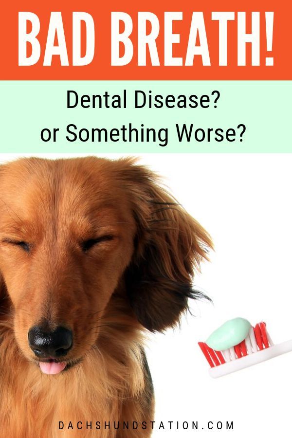 a brown dog sitting next to a toothbrush with the caption bad breath? dental disease or something worse?