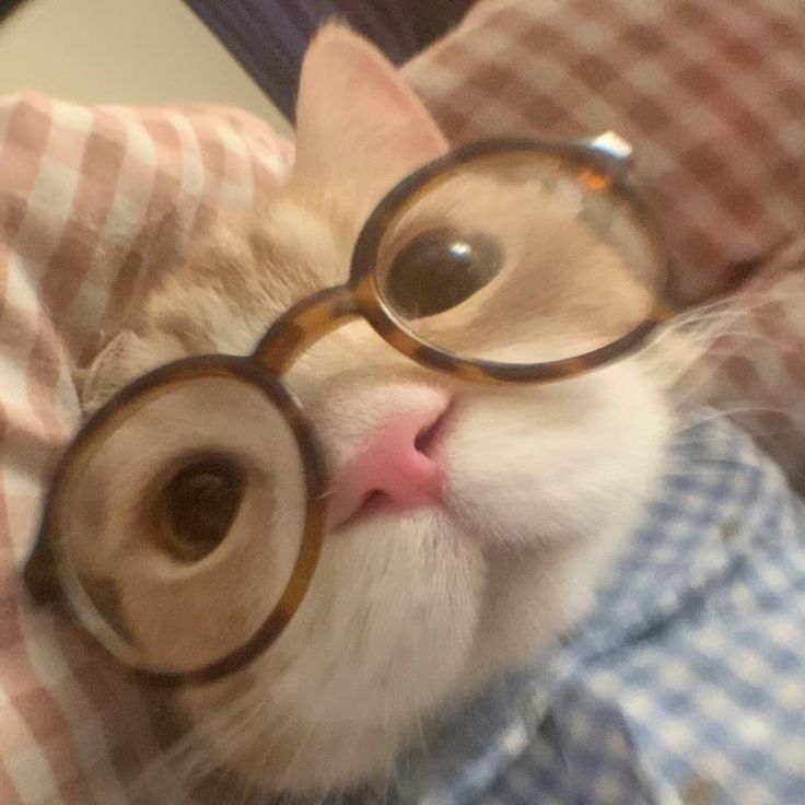 a cat wearing glasses on top of a bed with checkered sheets and pillow behind it