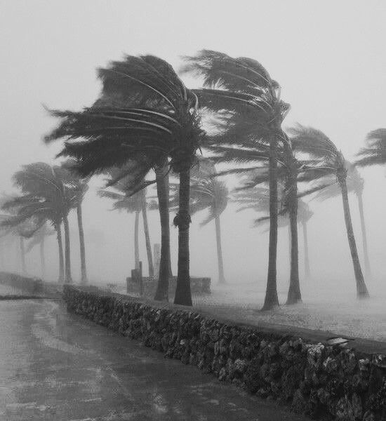 black and white photograph of trees blowing in the wind on a foggy day,