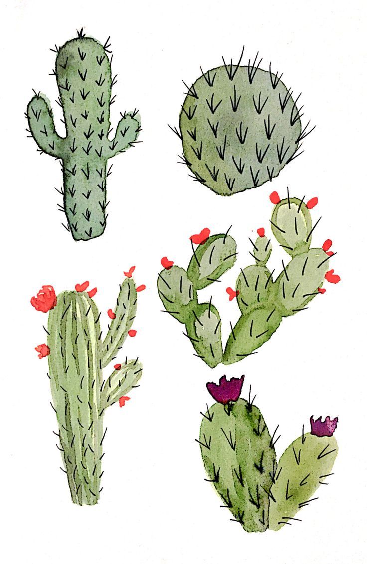 four different types of cactus plants on a white background, each with red flowers and green leaves