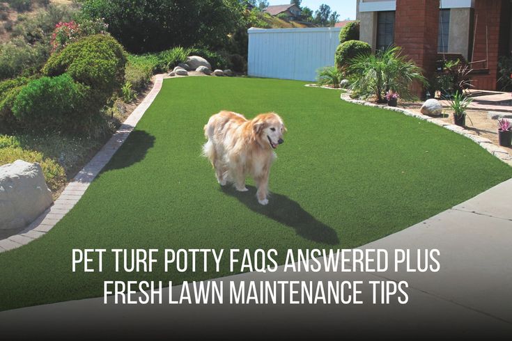 Get the answers to all your pet turf potty FAQs and tips on keeping your lawn fresh and clean. 

https://fieldturflandscape.com/residential/can-dogs-pee-on-artificial-grass/

#petturf #petturfinstallation #artificialgrass #faq Artificial Grass Dog Area, Artificial Turf Backyard, Dog Potty Area, Artificial Grass For Dogs, Turf Backyard, Dog Friendly Backyard, Pet Turf, Turf Installation, Artificial Grass Installation