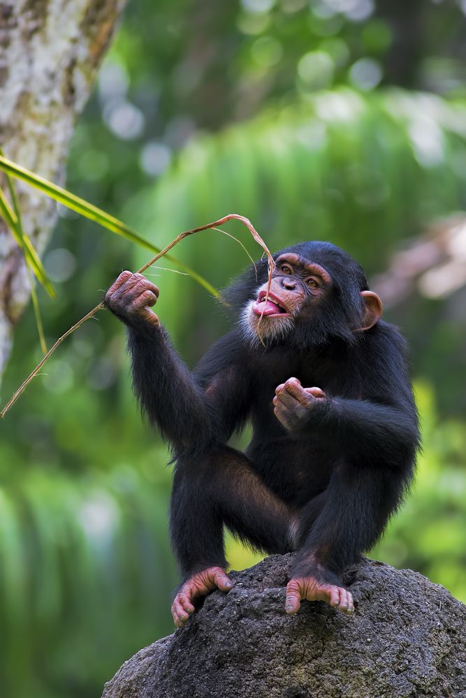 a small monkey sitting on top of a rock next to a green leafy tree