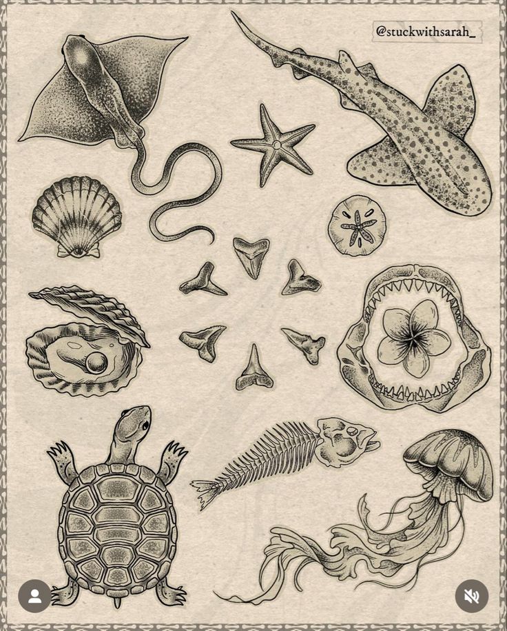 an image of sea animals and shells