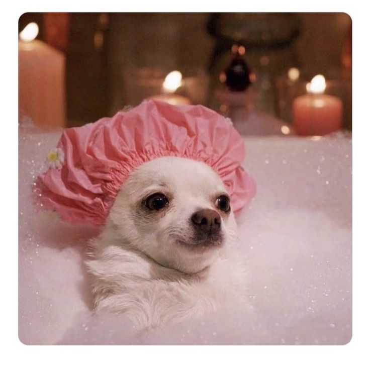 a small white dog wearing a pink hat in a bathtub with candles behind it