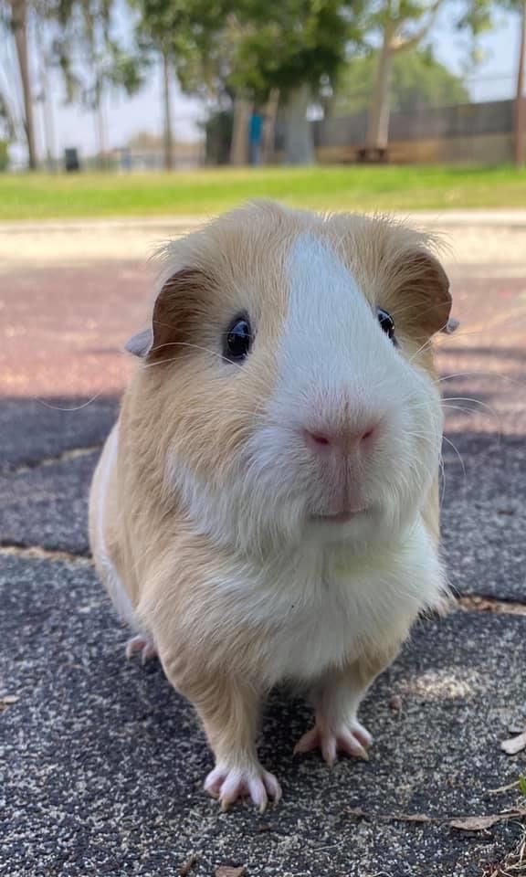 a brown and white guinea pig sitting on top of a cement ground next to trees