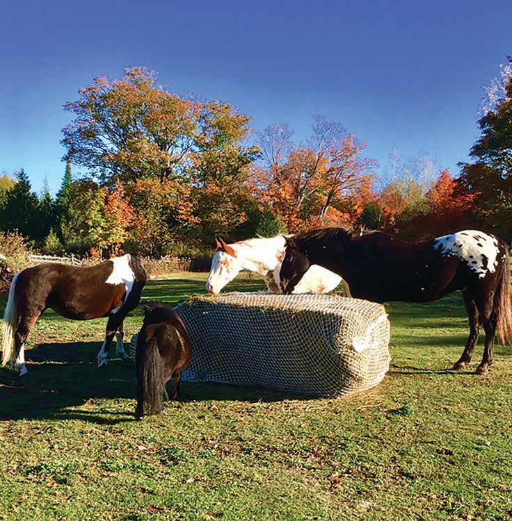 several horses are standing in the grass near a hay bale and some fall trees