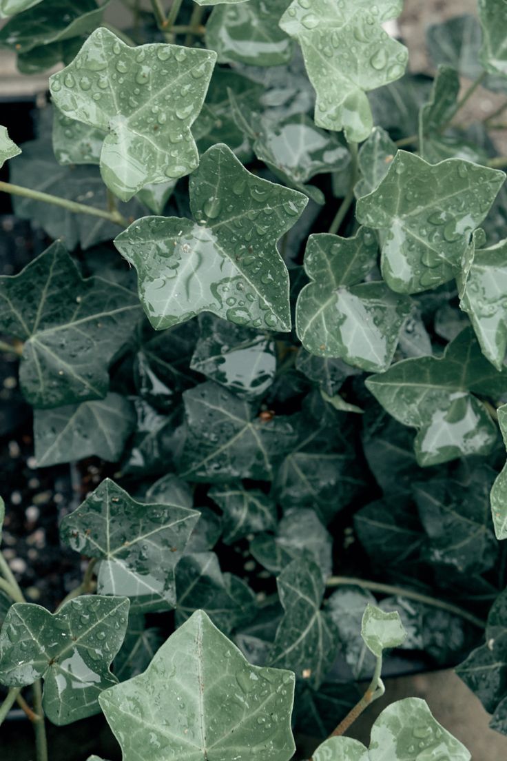 a plant with green leaves on it