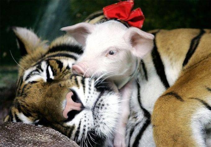 two small white and brown animals laying next to each other on top of a rock