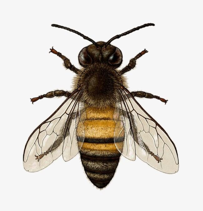 a close up of a bee on a white background