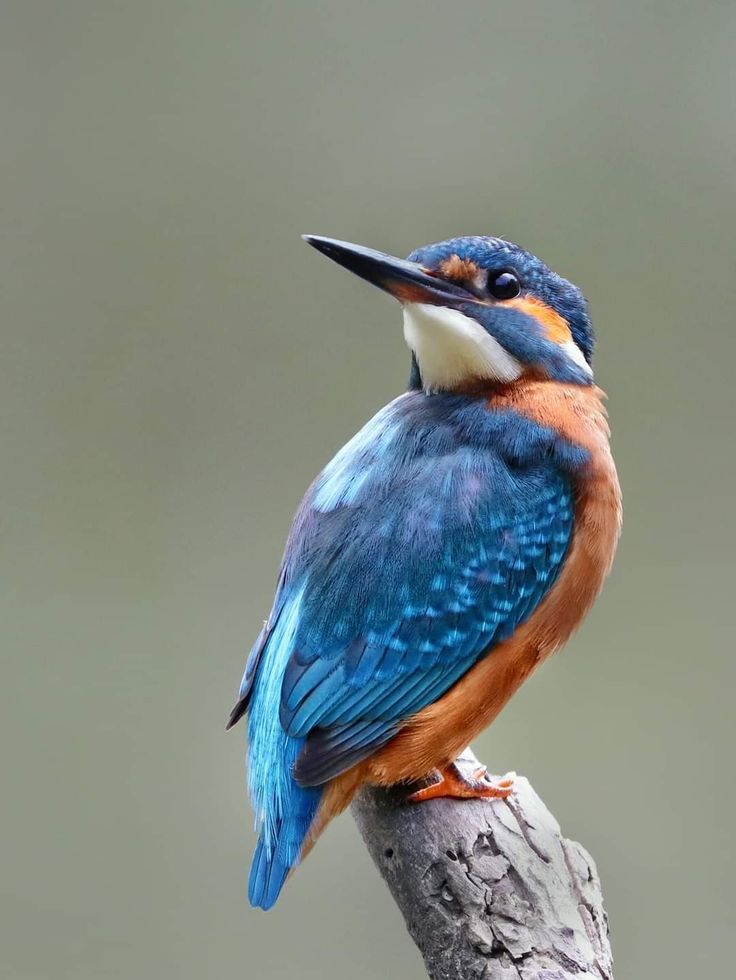 a blue and orange bird sitting on top of a tree branch with its beak open