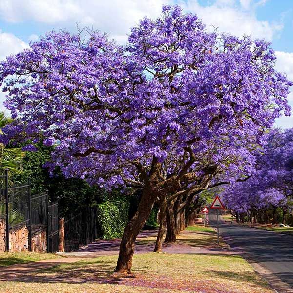 purple trees line the side of a road