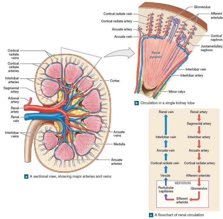 an image of the anatomy of the human body and it's major structures, including blood vessels