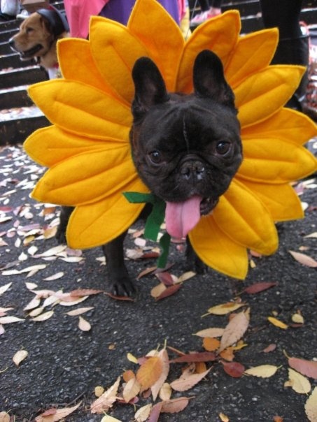 a small black dog wearing a sunflower costume