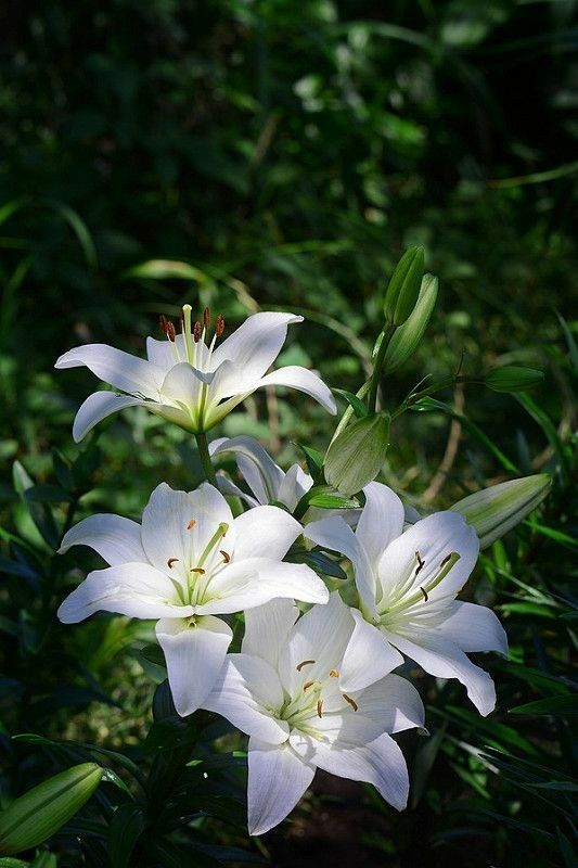 some white lilies are blooming in the grass